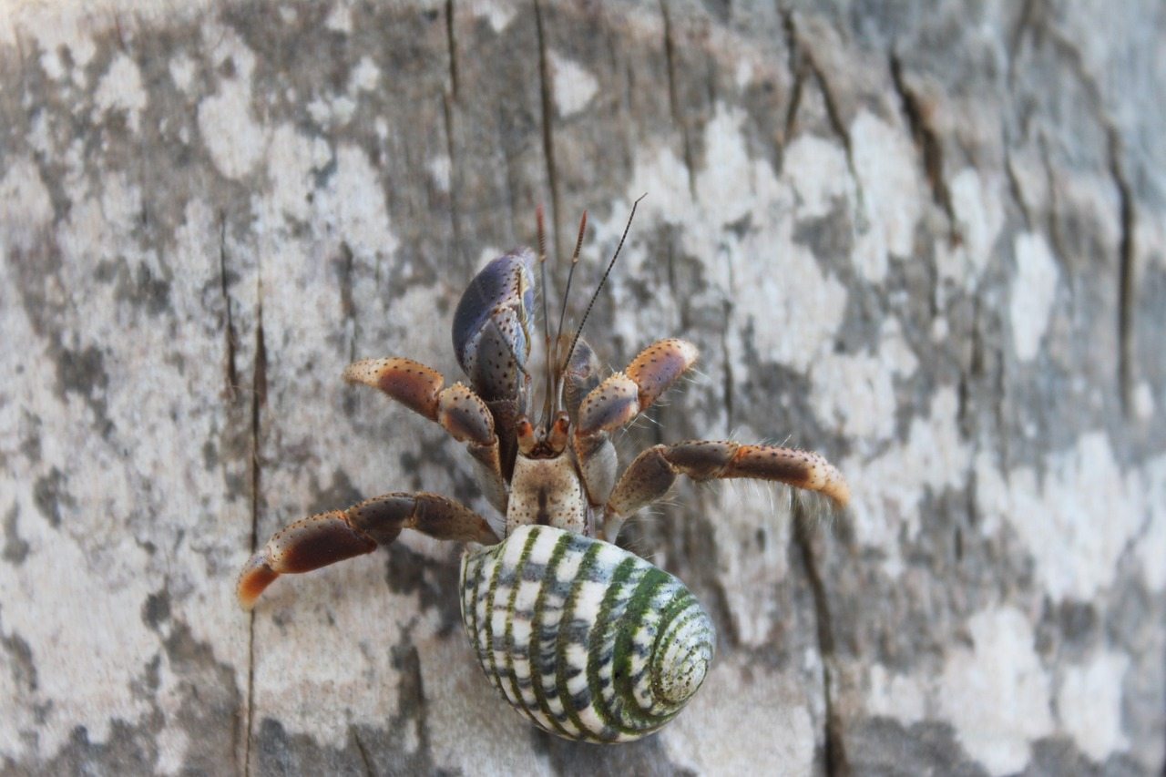 a hermit crab