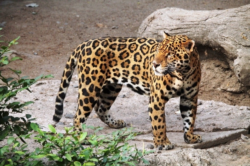a jaguar in the wild