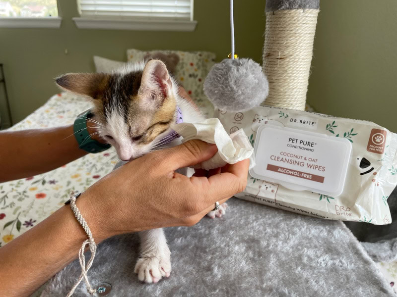 a kitten getting wiped with cleansing wipes