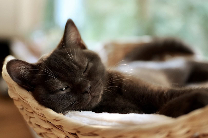 a kitten sleeping with one eye open