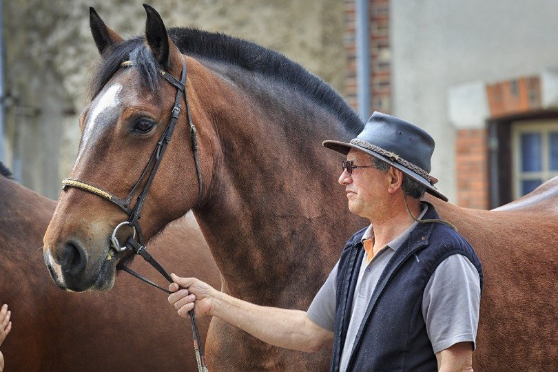 a man and a horse
