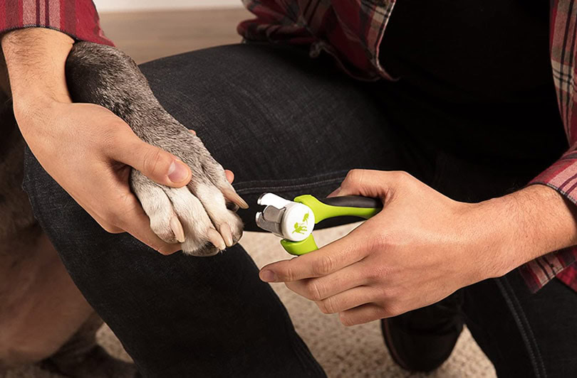 a man trimming the dog's nail