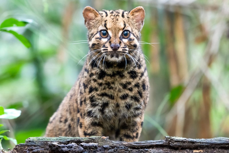 a marbled cat in the wild