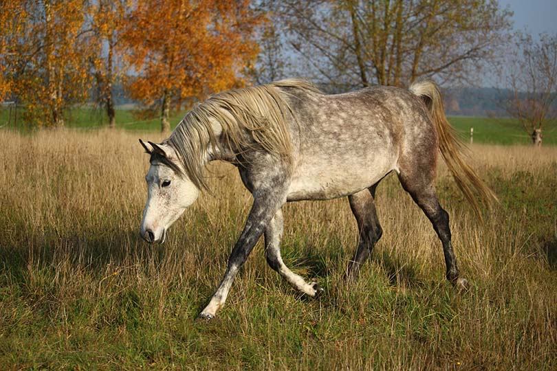 a mare in the pasture