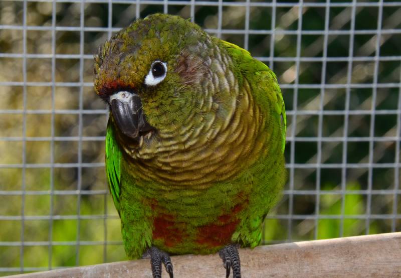 a maroon bellied conure perched inside its cage