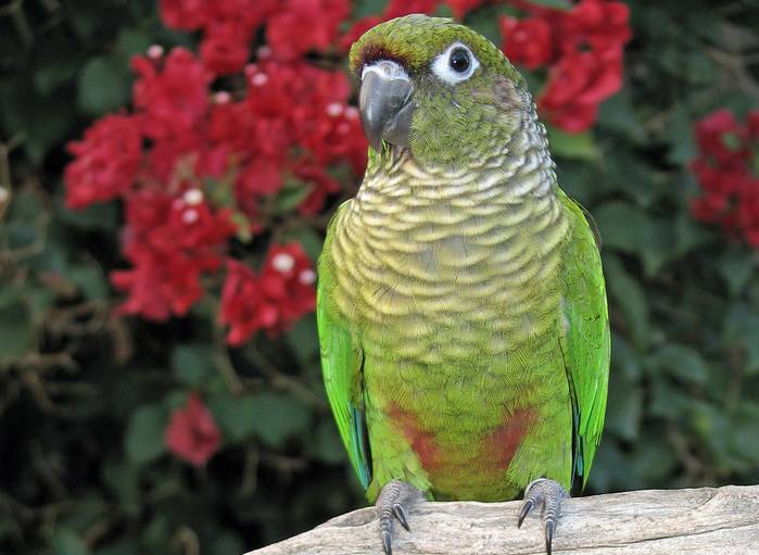 a maroon belliled conure