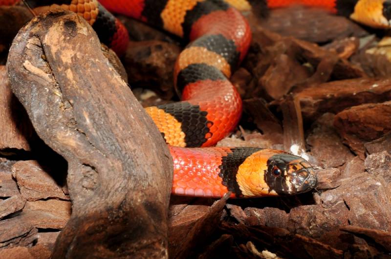 a pueblan milk snake in the woods
