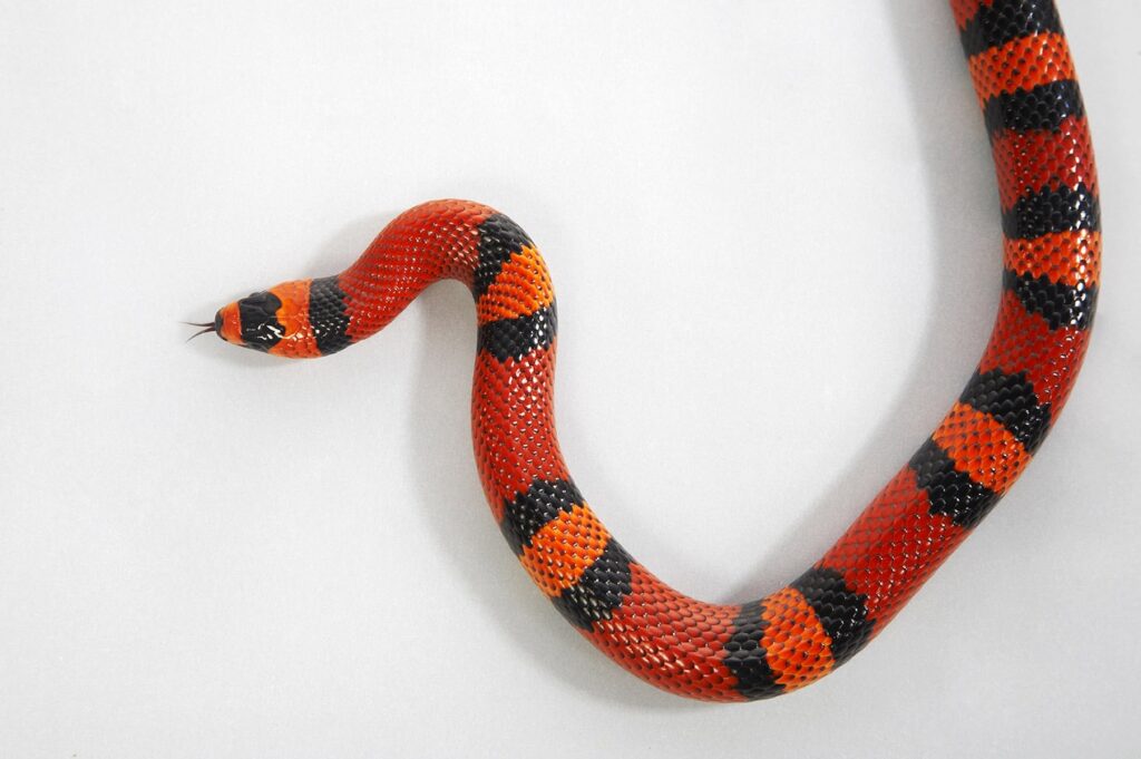 a Pueblan Milk Snake