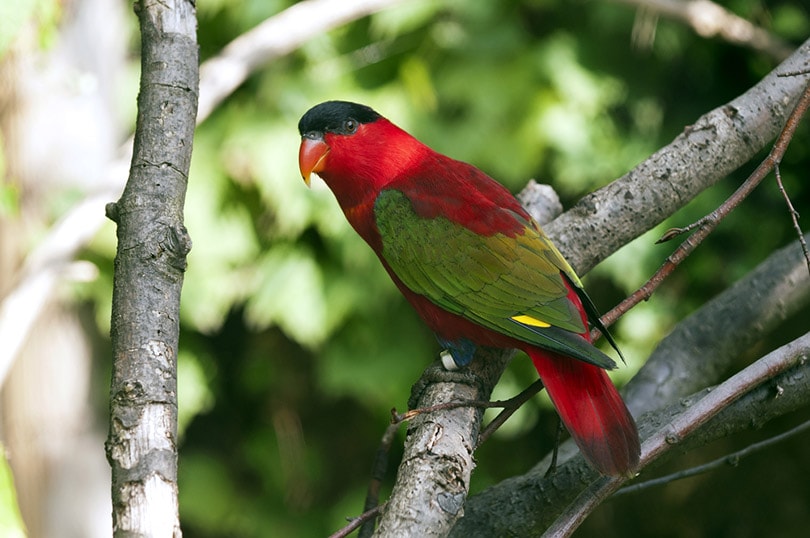 a purple-naped lory sitting on a branch