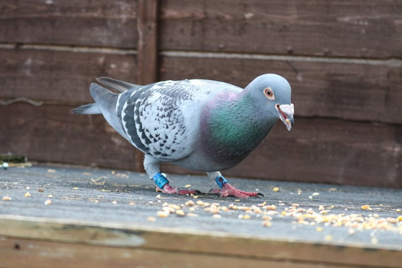 a racing pigeon eating crumbs