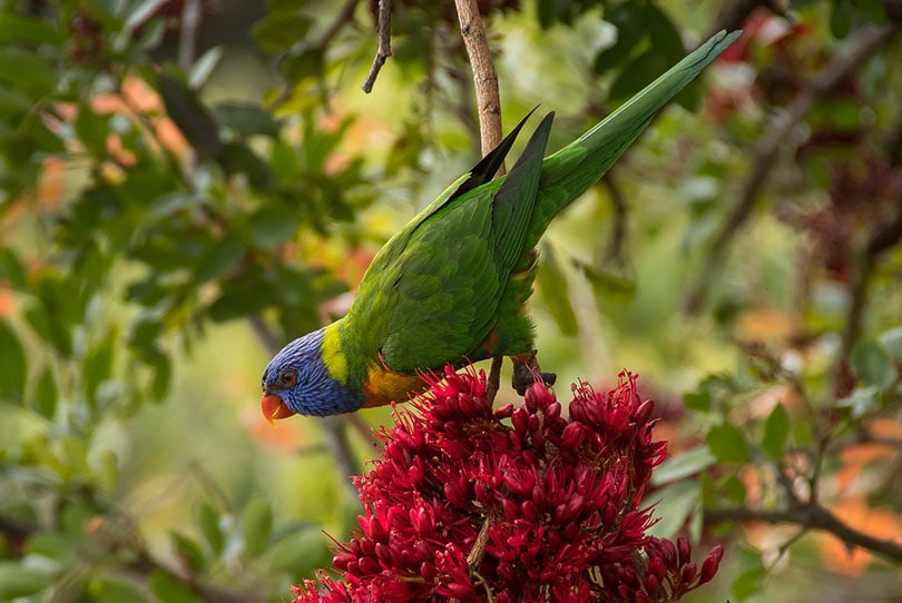 a rainbow lorikeet on a tree branch