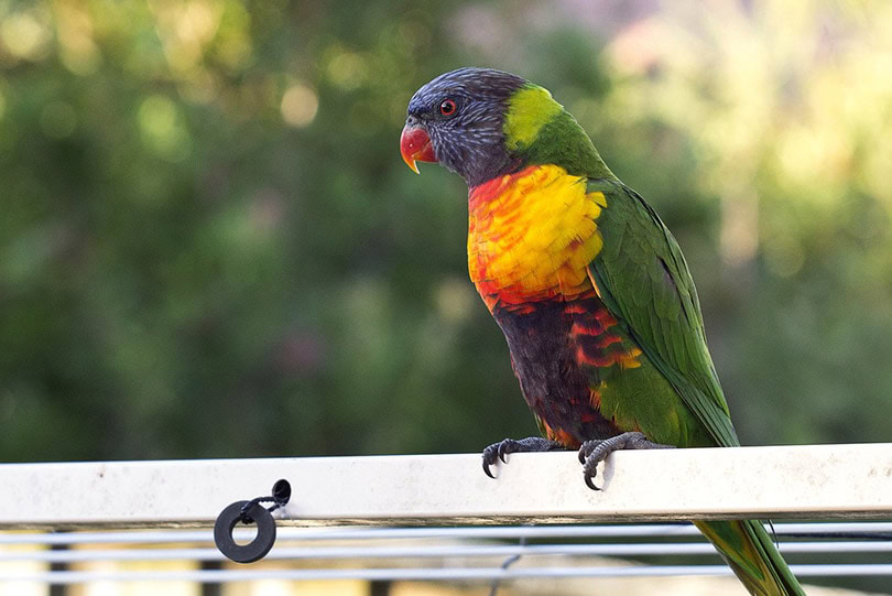 a rainbow lorikeet on top of a cage