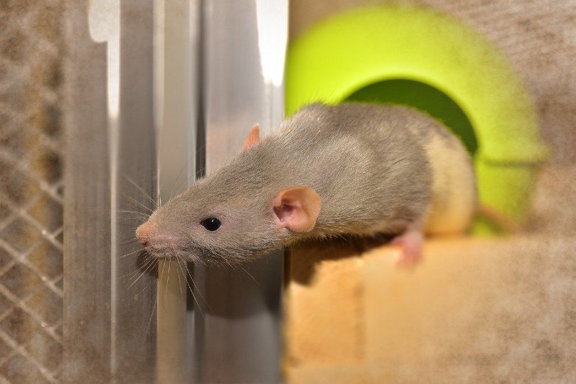 a rat sniffing around