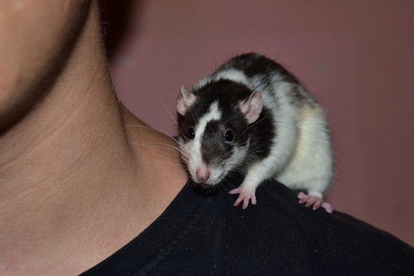 a rodent on a man's shoulder