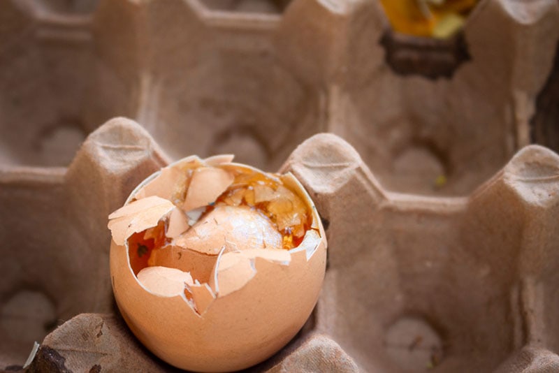 a rotten egg on a tray