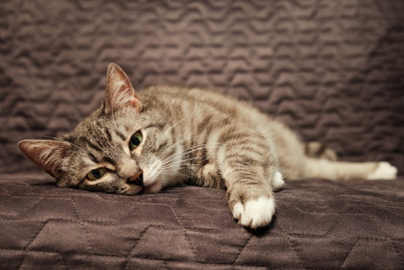 a sick cat lying on the couch