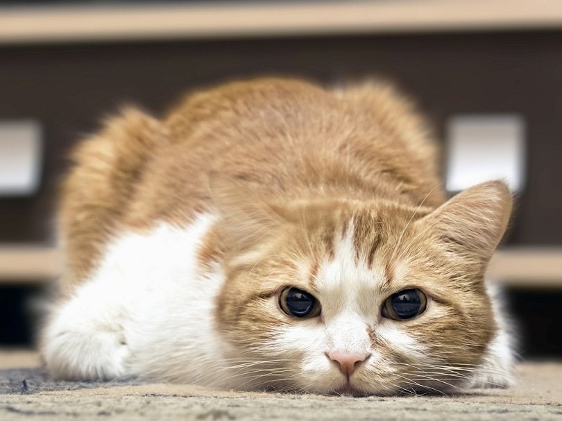 a sick tabby cat