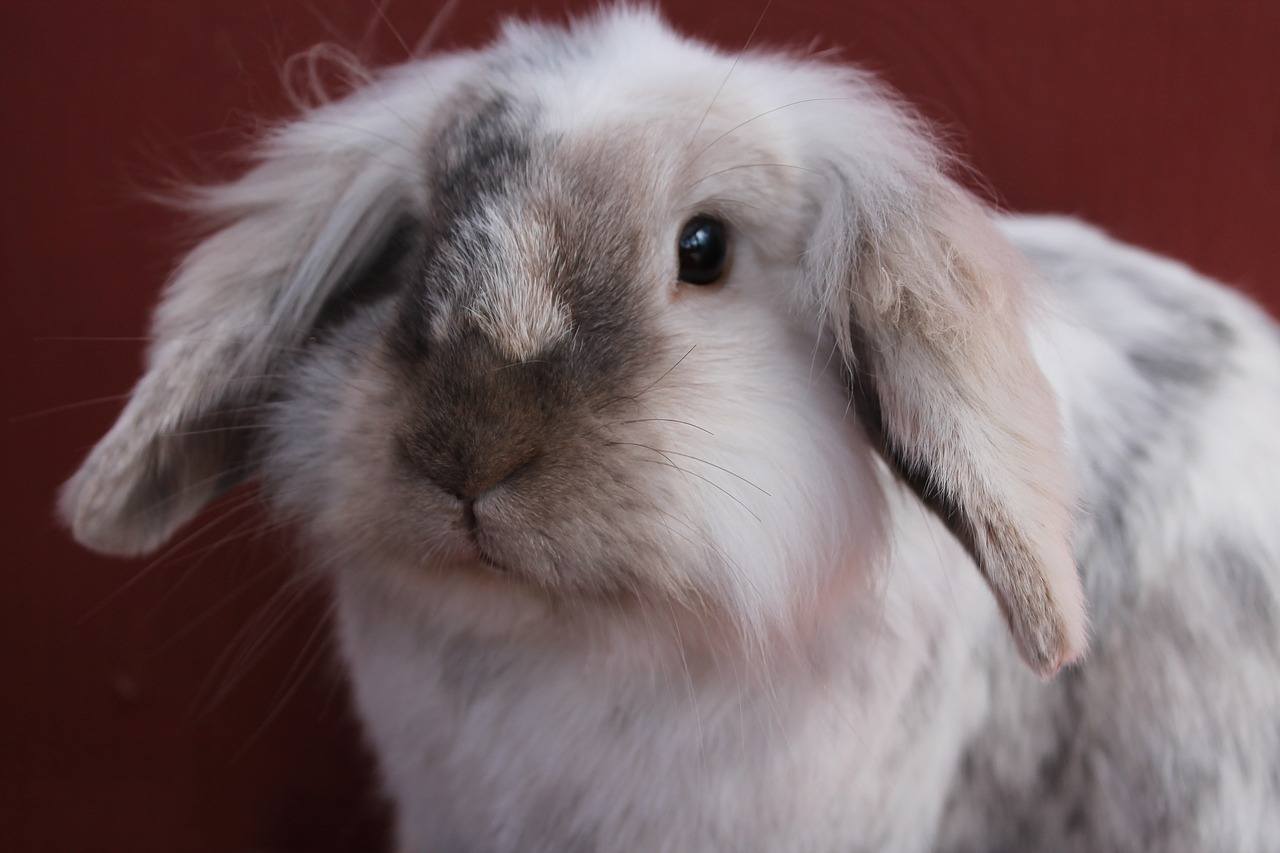 a silver rabbit