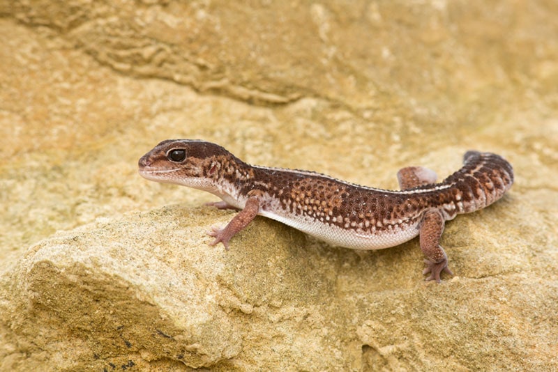 a striped african fat tailed gecko on a rock