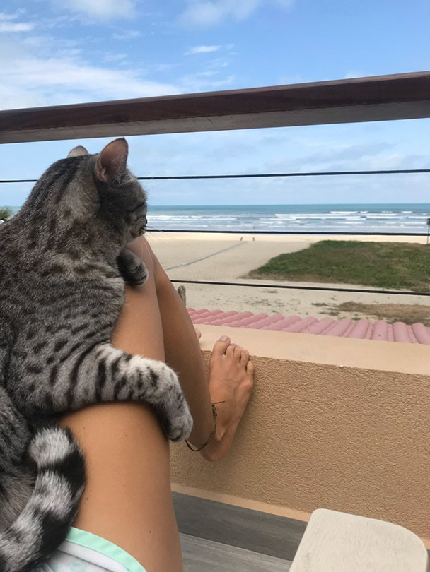 a tabby cat lying on person's lap looking at the beach