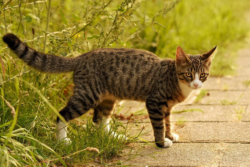 a tabby cat standing outdoor