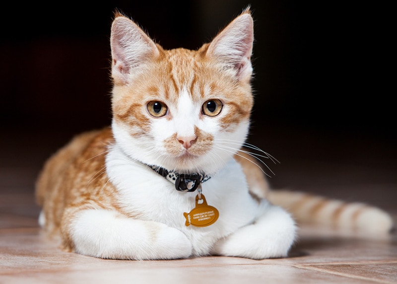 a tabby cat with collar and tag lying on the floor