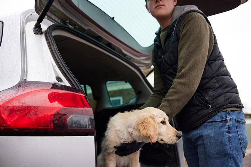 a thief putting dog in the car