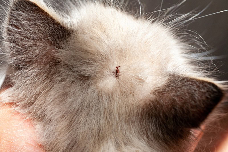 a tick stuck to the head of a kitten