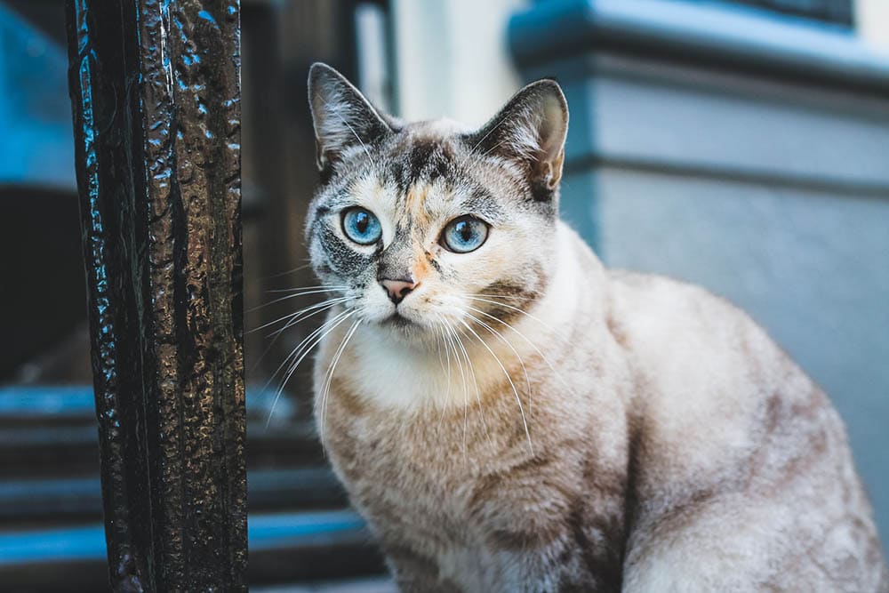 a tortie cat outdoors