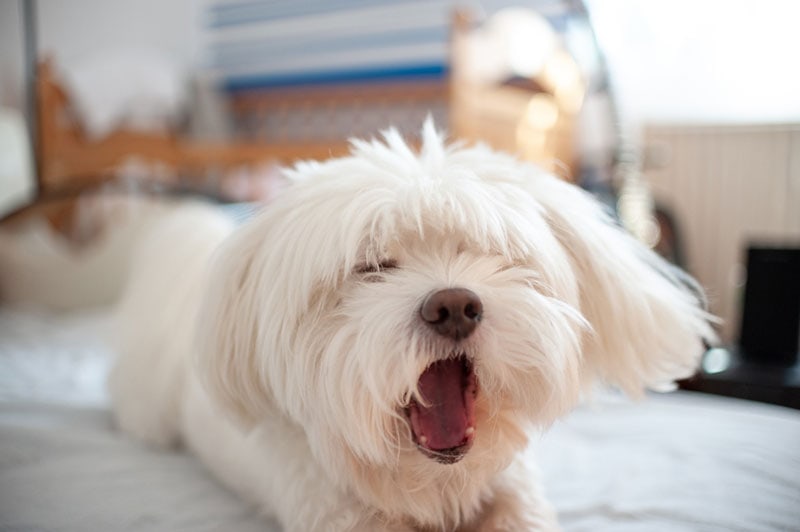a white fluffy dog choking