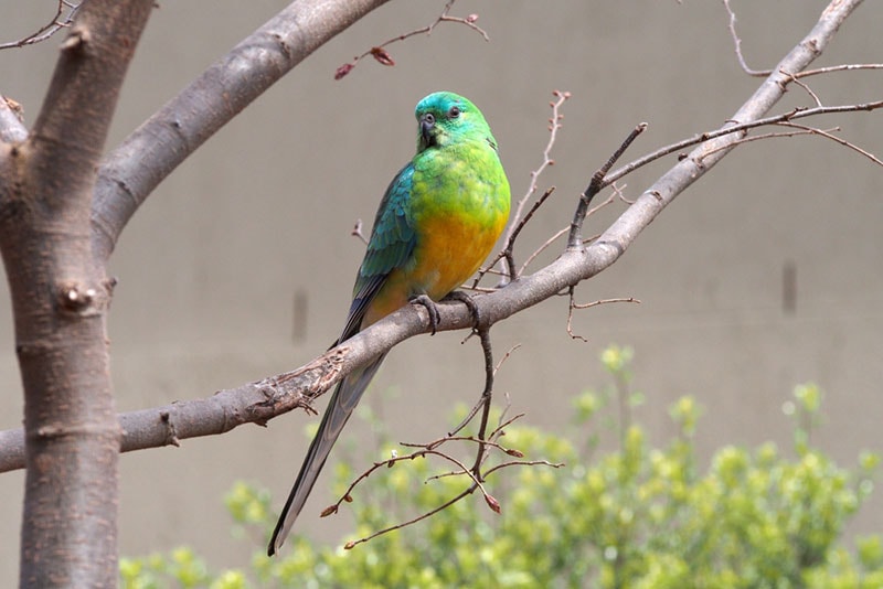 a wild red rump parakeet perching on tree branch