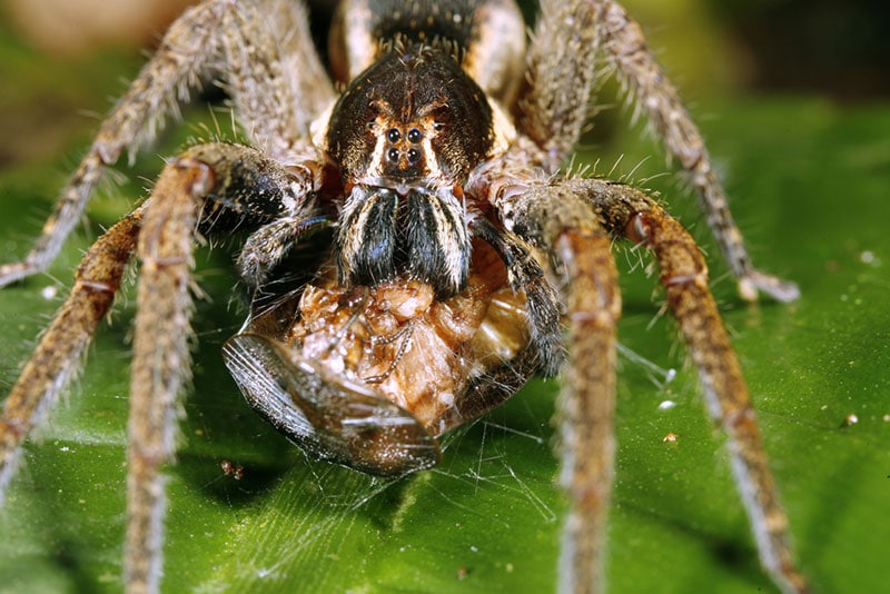 a wolf spider feeding on an insect