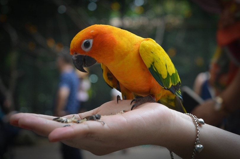 a woman hand feeding a parrot