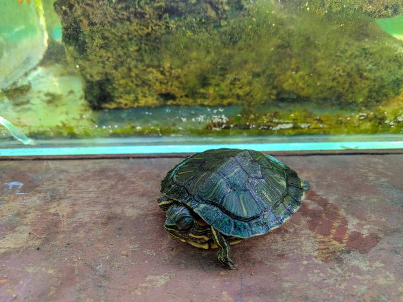 a young turtle sleeping with its head outside its shell