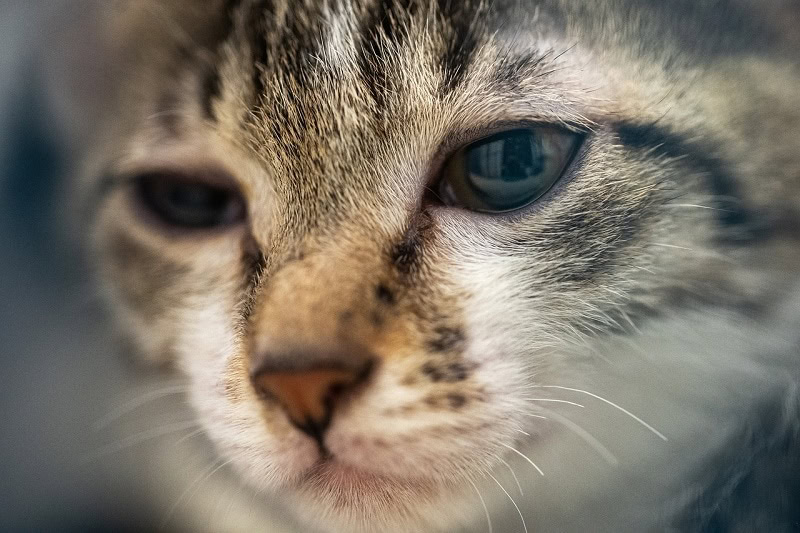 adopt a cat