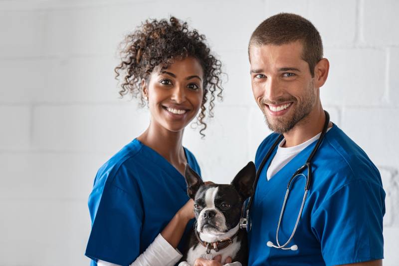 adorable boston terrier dog sitting at vet hospital with doctors looking at camera