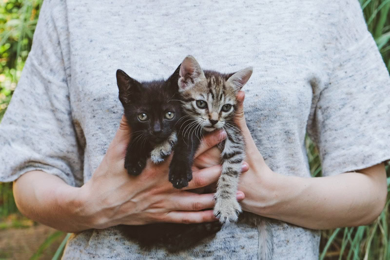 adorable kittens for adoption in female hands