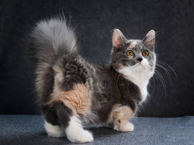 adorable playfull munchkin kitten