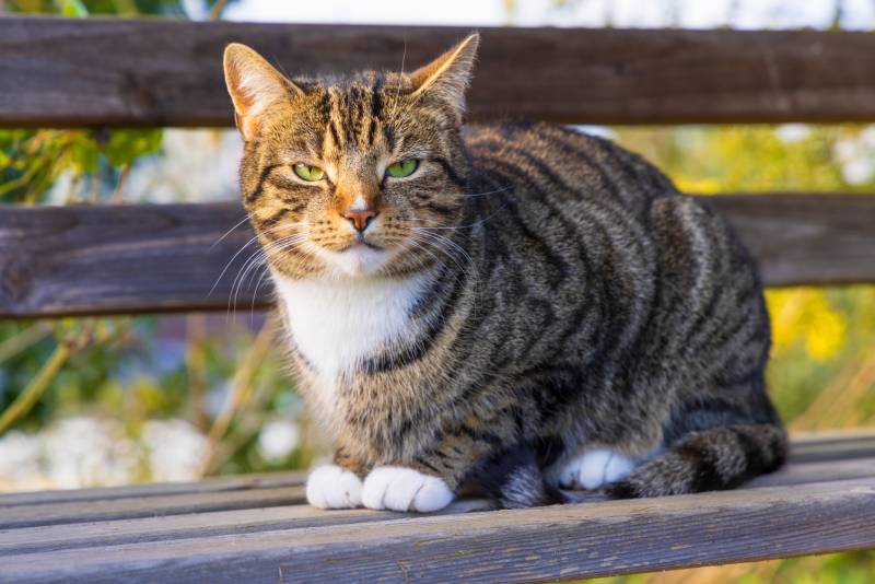 adult brown tabby cat in a loaf position on a bench
