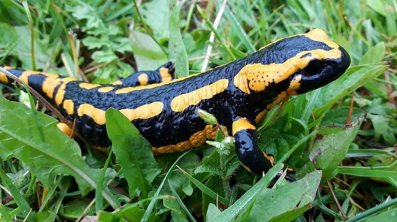 adult- fire-salamander-pixabay