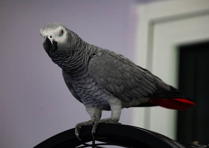 african grey parrot perching on the cage
