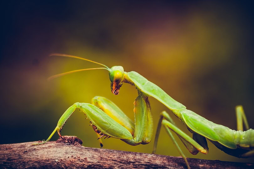 african mantis_Phu Nguyen_Pixabay