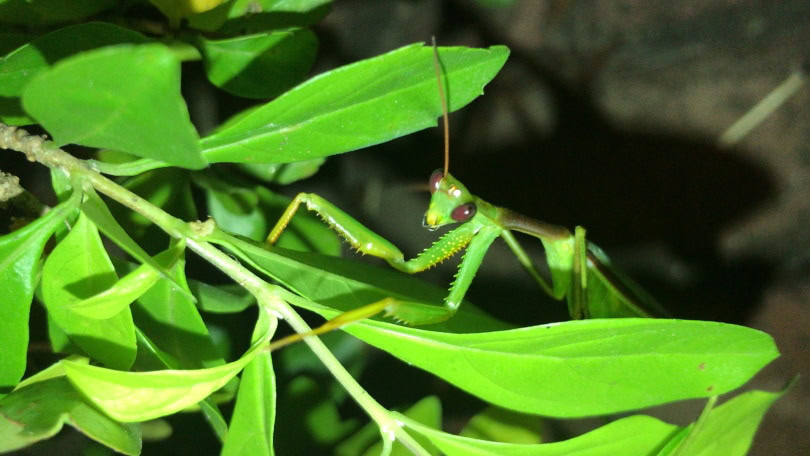 african mantis_Piqsels