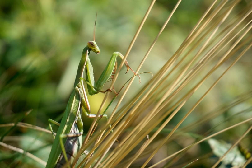 african praying mantis_Florian Pircher_Pixabay