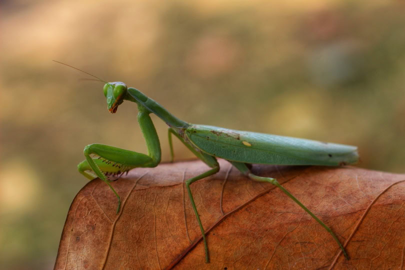 african praying mantis_Kp Rath_Shutterstock