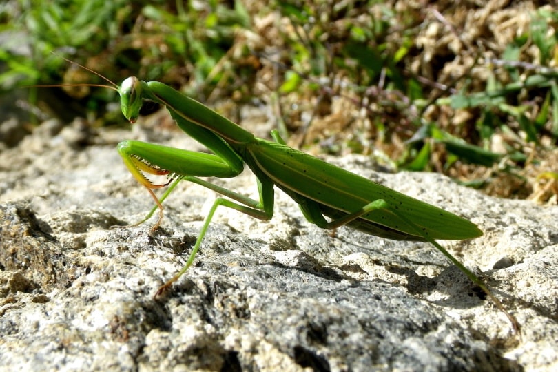 african praying mantis