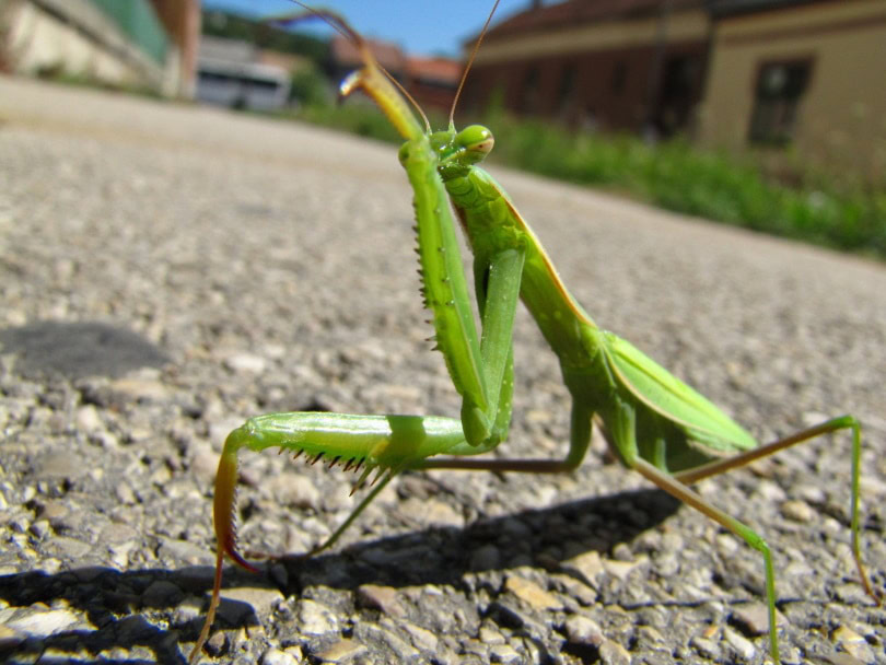 african praying mantis_Piqsels