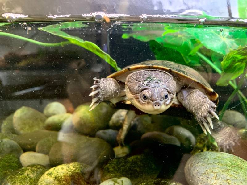 african side neck turtle swimming
