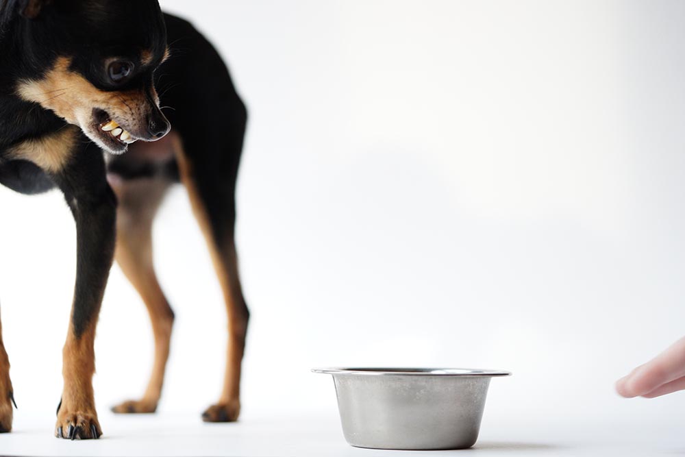 aggressive chihuahua protecting its food