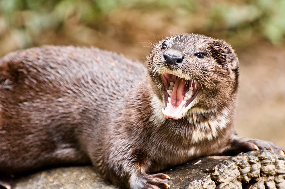 aggressive otter